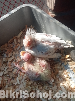 লুটিনো কোকাটেল